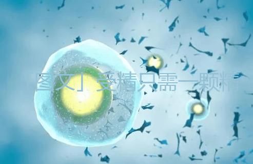 「圖文」受精只需一顆精子，那另外上億的精子都去哪里了呢？