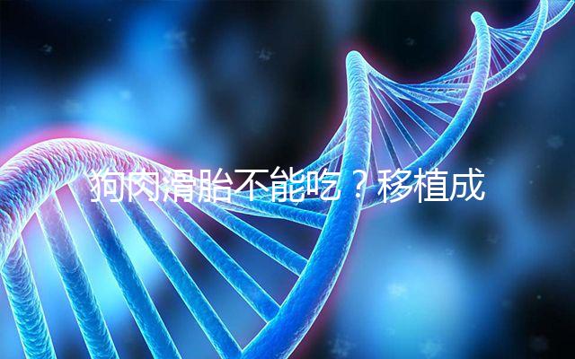 狗肉滑胎不能吃？移植成功后能不能吃狗肉答案看這里
