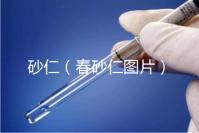 砂仁(春砂仁圖片)