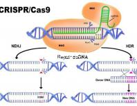 加班讓90后年輕人沒時間結婚生娃?網友:貧窮是避孕良方