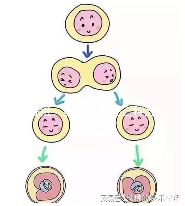 凍胚、鮮胚、囊胚三種胚胎移植方式如何選？身體會(huì)給你答案