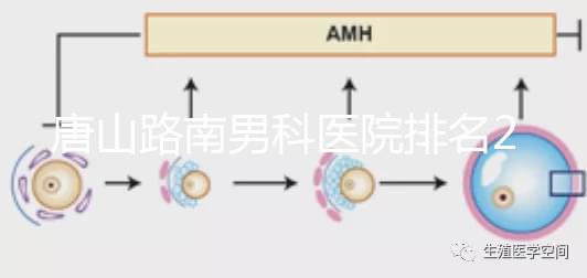 唐山路南男科醫(yī)院排名2024，精度高，成本低...