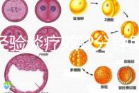 以經(jīng)驗(yàn)談療效!2分鐘助你了解30歲女性不排卵能否治好