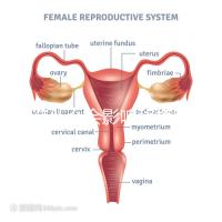 不造什么會影響移植窗口期的結果戳,時間不對著床懸乎