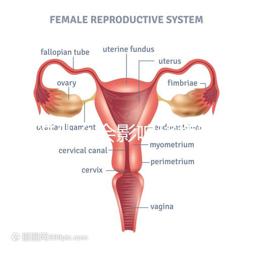 不造什么會(huì)影響移植窗口期的結(jié)果戳，時(shí)間不對(duì)著床懸乎