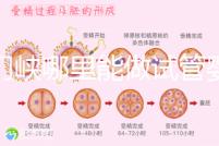 三門峽哪里能做試管嬰兒?從經(jīng)歷談成功率和費(fèi)用