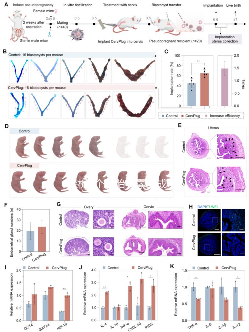 探析5個(gè)胚胎養(yǎng)囊的成功率,沒有成功這4點(diǎn)是主要影響因素