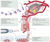 手術(shù)做試管嬰兒大概多少錢(手術(shù)做試管嬰兒大概多少錢啊)