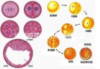 水痘疫苗兩針間隔多久有規定，第二針什么時候按年齡來算