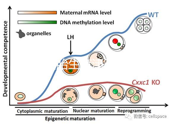 天津四胎生育津貼多少錢一個月，能不能走生育保險揭秘，快速展示