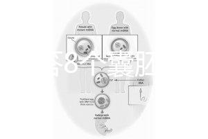 如何回答8個囊胚的三代篩查淘汰率？剩下幾篇文章可以說清楚