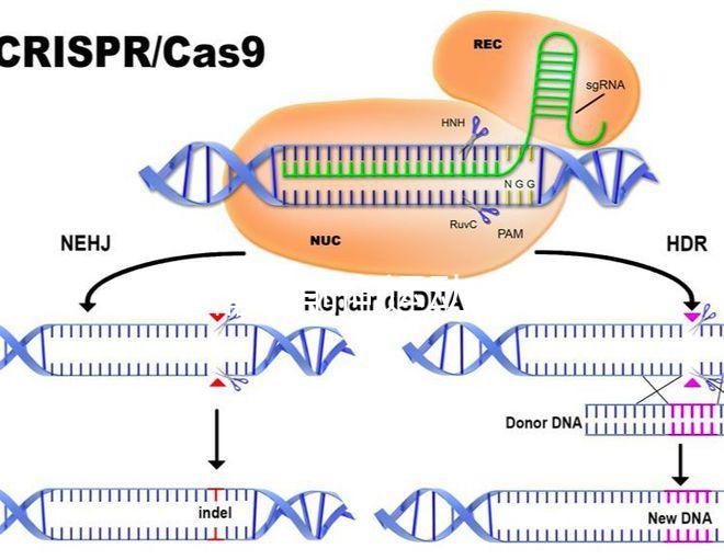 如果精子前向運(yùn)動(dòng)率低于19，就不要看這個(gè)弱精子看完了嗎？