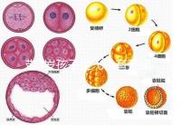 帶3歲孩子坐飛機(jī)有無綠色通道答案揭曉,提前申請(qǐng)免排隊(duì)