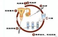 雌激素低能否吃乙烯雌酚?2大作用解析,7種用途分享
