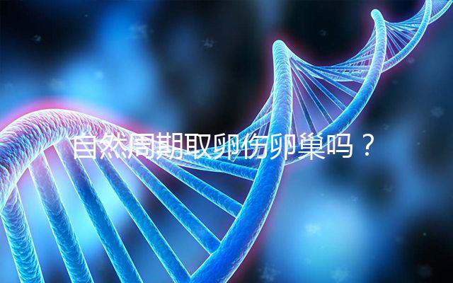 自然周期取卵傷卵巢嗎？對(duì)女性的這3大影響不能忽視