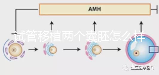 試管移植兩個(gè)囊胚怎么樣?成功率高嗎?