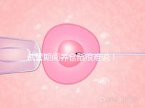 試管期間養(yǎng)倉鼠很難說!先了解對胎兒的影響再決定!