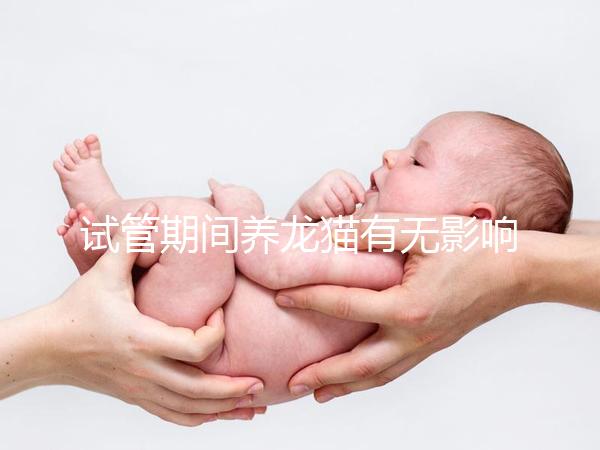 試管期間養龍貓有無影響剖析，是否胎停、流產取決這幾點