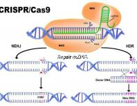 試管嬰兒哪個醫(yī)院成功率高(廈門試管嬰兒哪個醫(yī)院成功率高)