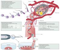 試管嬰兒對女性的影響（試管嬰兒對女性的影響有哪些）