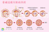 赴美買精生子:DC創始人葉海洋怒砸50萬生下五國混血兒