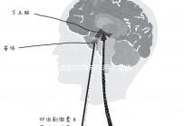 龍齒的功效與作用(龍齒的功效與作用與主治)