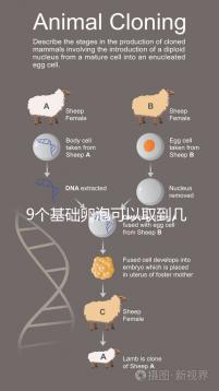 9個基礎卵泡可以取到幾個卵戳,促排后會不會增加很重要